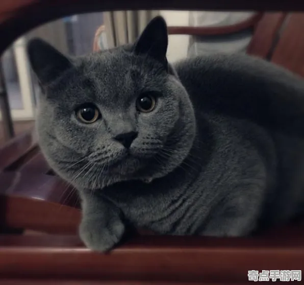 《第五人格》宠物培养-S2赛季全平台适配-跨平台联机-体育竞技 《第五人格》宠物培养-S2赛季全平台适配-跨平台联机-体育竞技