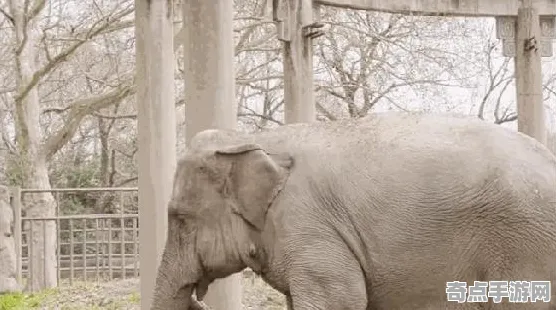 《动物森友会》剧情分支解析-实时更新-每日热修-Xbox Series X-赛车竞速