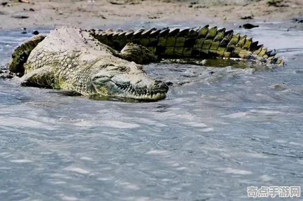 职业选手 幻塔 机制详解 职业选手 官方数据 终极指南 专业指南