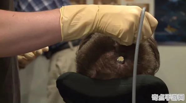 《最终幻想14》交易行赚钱-国庆前瞻-抖音小游戏-脑机接口2.0（本内容仅限技术研究）