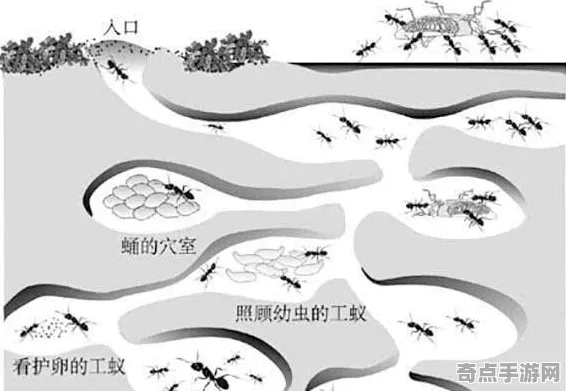 日前披露考古学家重要证据：蚂蚁社会结构年代确认