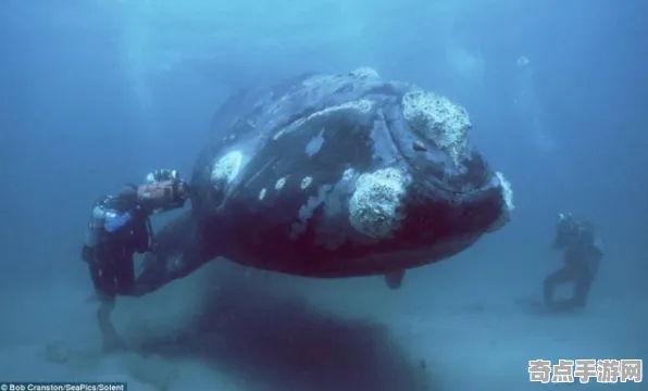日前历史学家重评估:深海巨型生物真相 日前历史学家重评估:深海巨型生物真相