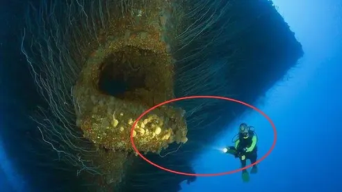 日前历史学家重评估:深海巨型生物真相 日前历史学家重评估:深海巨型生物真相