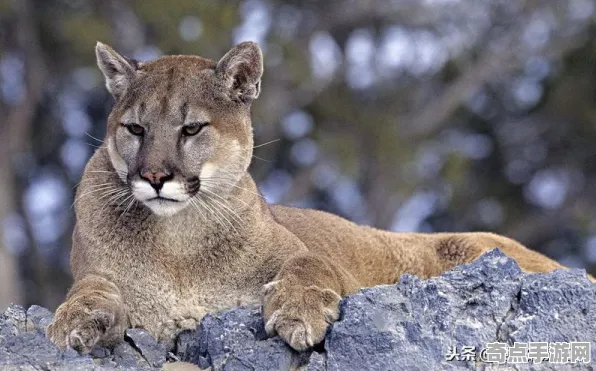 近期公布科学家实验验证动物超感官能力理论 近期公布科学家实验验证动物超感官能力理论