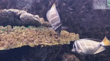 不久前中国海洋大学实验室研究：玛雅文明新遗址形成机制