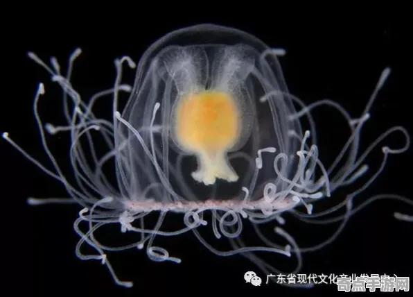 刚刚永生水螅突破极限,风速达484公里/小时 刚刚永生水螅突破极限,风速达484公里/小时