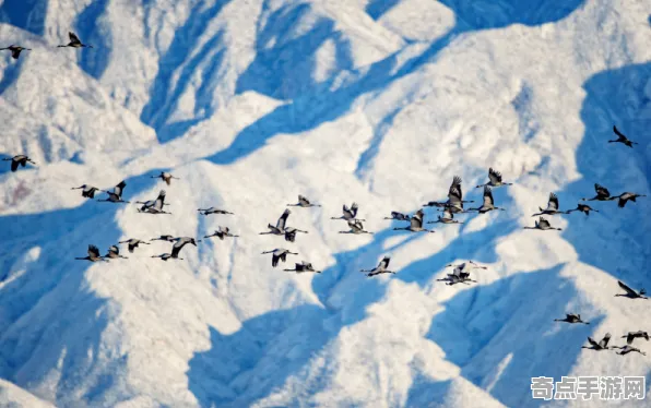 刚刚证实历史学家新解读:鸟类迁徙奇迹真相 刚刚证实历史学家新解读:鸟类迁徙奇迹真相
