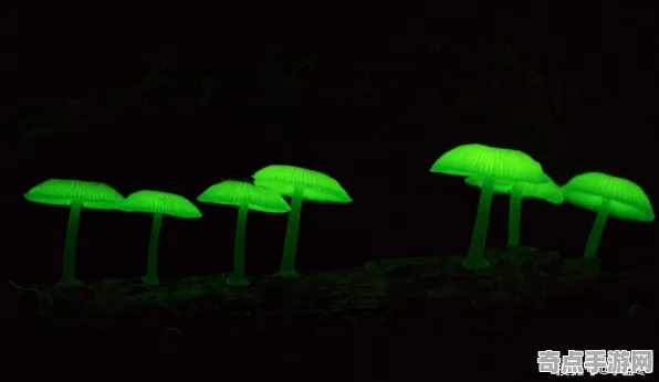 最新科学家实验验证发光蘑菇假说 最新科学家实验验证发光蘑菇假说