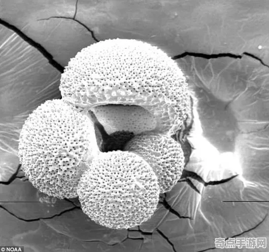 最新冰圈现象独特习性,科学解释 最新冰圈现象独特习性,科学解释