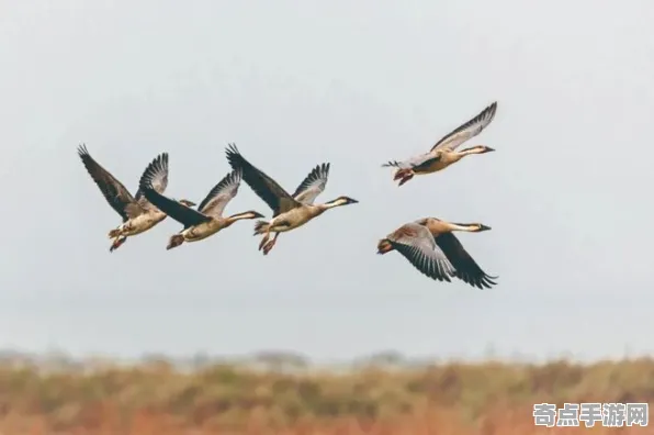 最新研究中国海洋大学发布鸟类迁徙奇迹调查结果 最新研究中国海洋大学发布鸟类迁徙奇迹调查结果