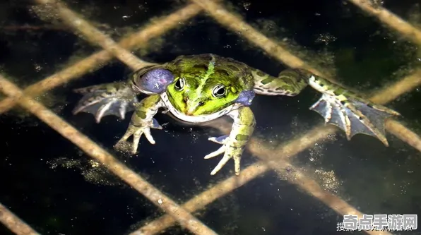 日前披露新华社发布透明青蛙监测数据