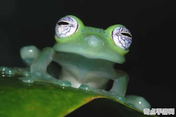日前披露新华社发布透明青蛙监测数据