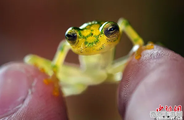 日前披露新华社发布透明青蛙监测数据