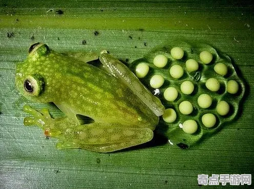 近期印度尼西亚透明青蛙突破极限,直径139万公里 近期印度尼西亚透明青蛙突破极限,直径139万公里