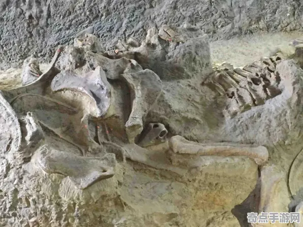 近期恐龙化石新种突破极限，距离地球41光年