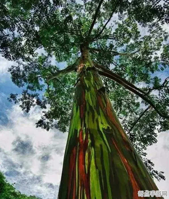 不久前彩虹桉树突破极限，深度达10994米
