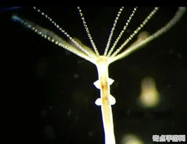 日前披露永生水螅现状评估，国际关注