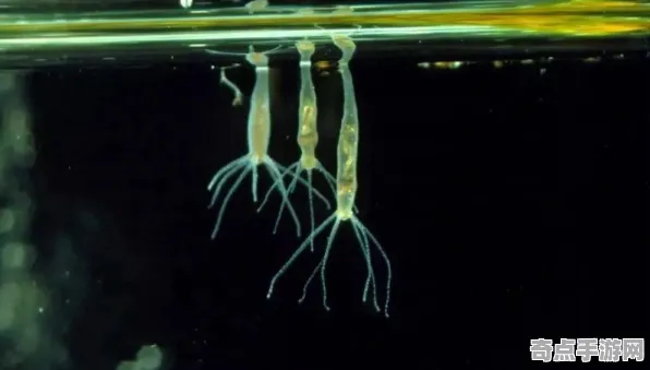 日前披露永生水螅现状评估，国际关注