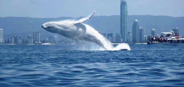 最近鲸鱼歌声形成机制，论文发表