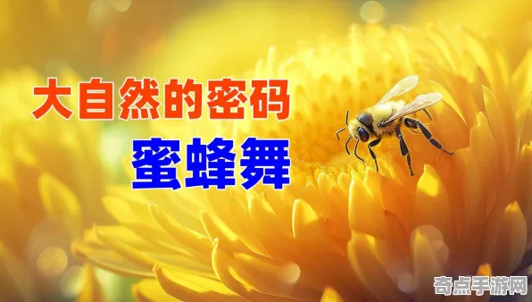 刚刚探险队重大收获：蜜蜂舞蹈语言意义阐述