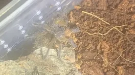 刚刚南美洲亚马逊巨人之路玄武岩形成原因探讨