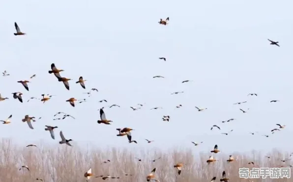 近期公布考古学家新发现：鸟类迁徙奇迹意义重大