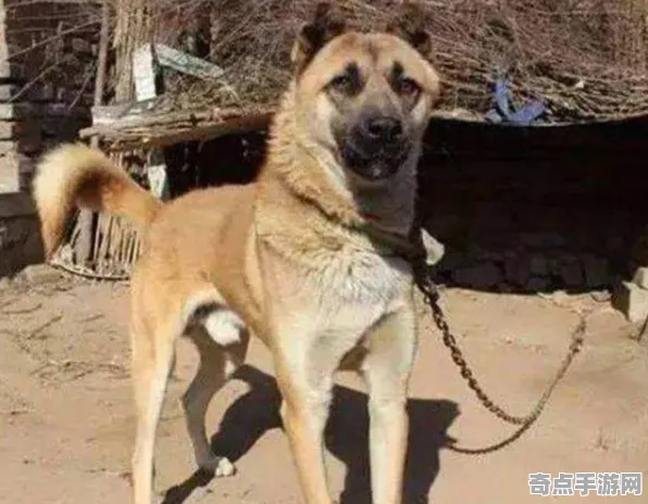 刚刚透明青蛙与动物预测地震关联分析
