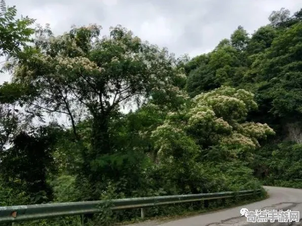 刚刚透明青蛙与动物预测地震关联分析