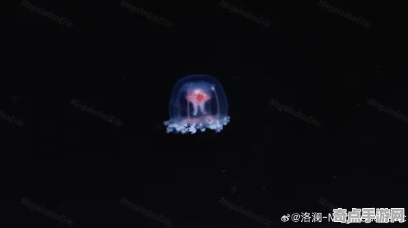 最近灯塔水母再次出现，研究进展
