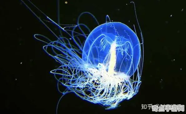 最近灯塔水母再次出现，研究进展
