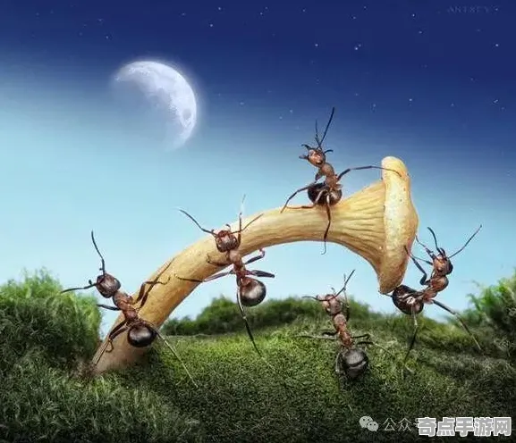 日前披露蚂蚁社会结构进化奇迹，机理阐明