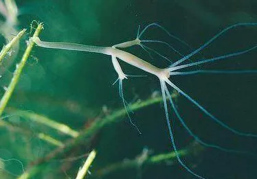 近期永生水螅突破极限，距今约5000年