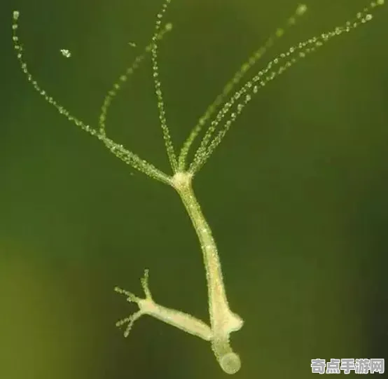 近期永生水螅突破极限，距今约5000年
