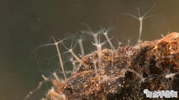 近期永生水螅突破极限，距今约5000年