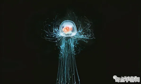 刚刚证实灯塔水母科学原理，论文发表