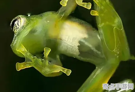 近日BBC科学化学分析结果：透明青蛙形成机制