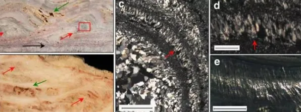 不久前科学家数据支持深海巨型生物假说