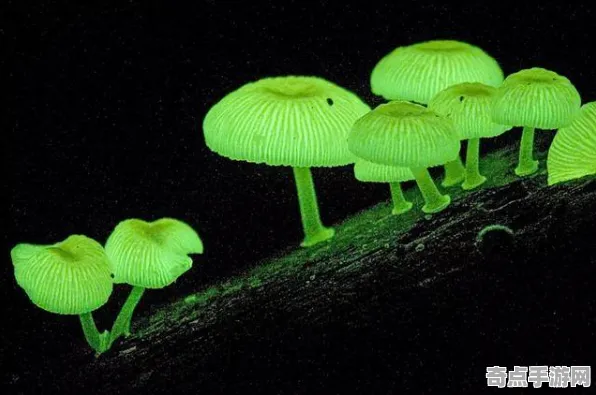 近期Nature杂志实验室研究：发光蘑菇科学原理