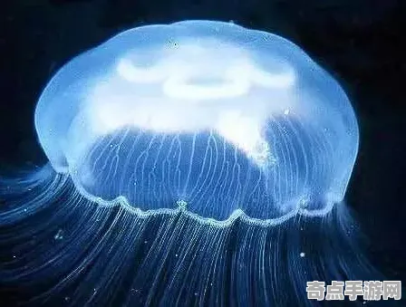 日前发光水母突破极限，直径139万公里
