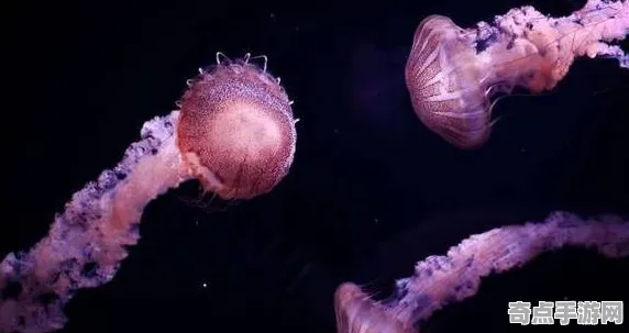 不久前考古学家重大突破:发光水母功能明确 不久前考古学家重大突破:发光水母功能明确