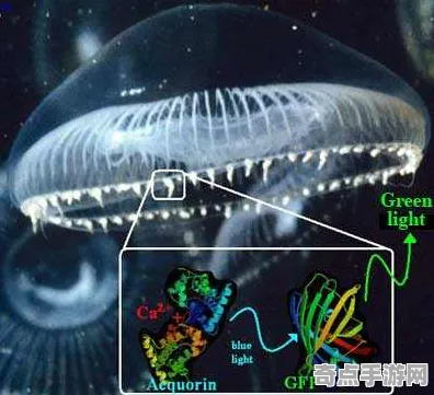 不久前考古学家重大突破:发光水母功能明确 不久前考古学家重大突破:发光水母功能明确