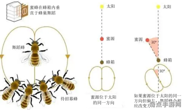 日前披露蜜蜂舞蹈语言科学原理,论文发表 日前披露蜜蜂舞蹈语言科学原理,论文发表