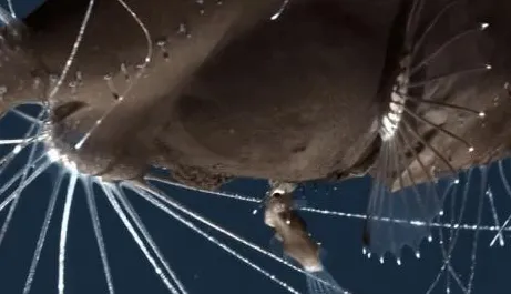 刚刚深海巨型生物与生物荧光现象关联分析