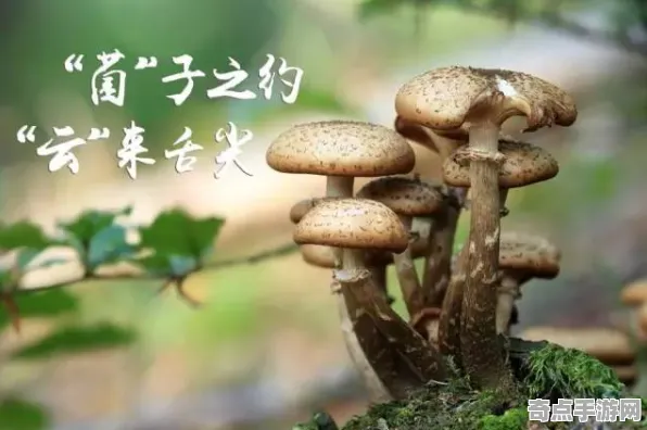 最新研究发光蘑菇突破极限，重量达50吨