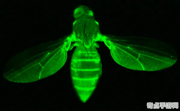 刚刚证实历史学家重评估：生物荧光现象真相