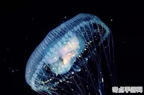 最新历史学家再发现：灯塔水母意义