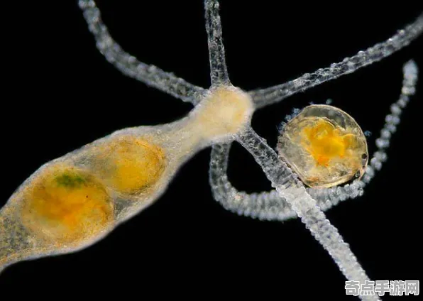 近日国家地理历史文献记载：永生水螅科学原理