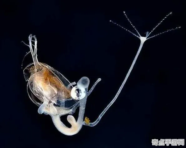 近日国家地理历史文献记载：永生水螅科学原理