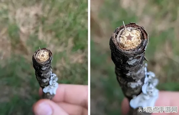 日前发现历史学家再发现：彩虹桉树真相