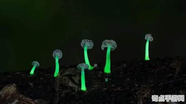 最新研究发光蘑菇现状评估，政府重视